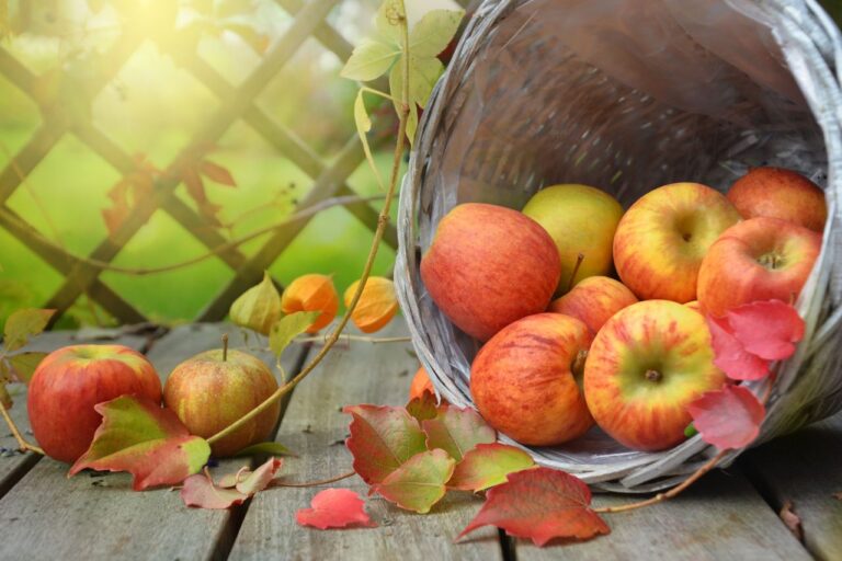 Яблоки, корзина, осень, листья