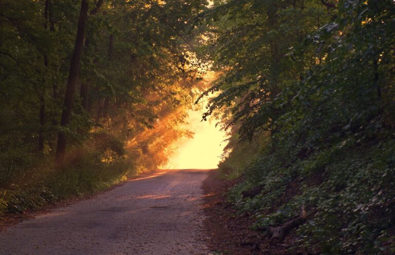 Дорога, лес, солнце, счастье, путь