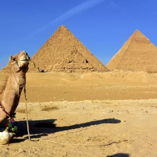 Египет, верблюд, пирамиды, пустыня, солнце